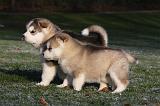 ALASKAN MALAMUTE 628
